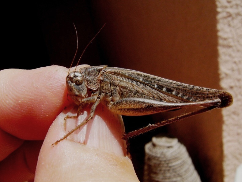 Tettigoniidae e Platycleis sp.